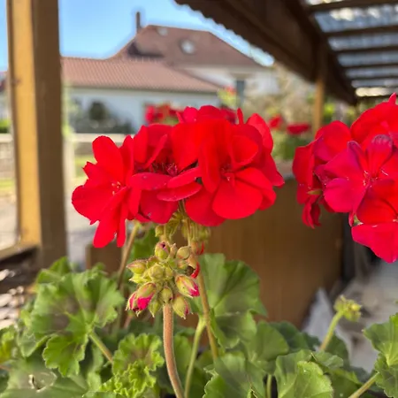 Haus Hannah 아파트 *