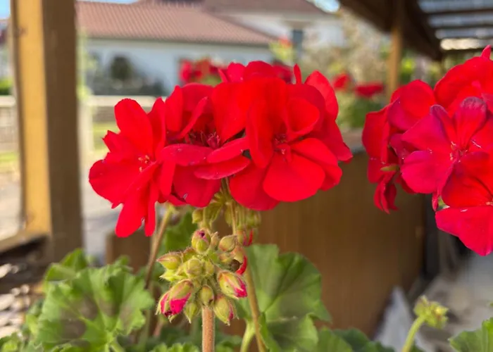 Haus Hannah Privatunterkunft *